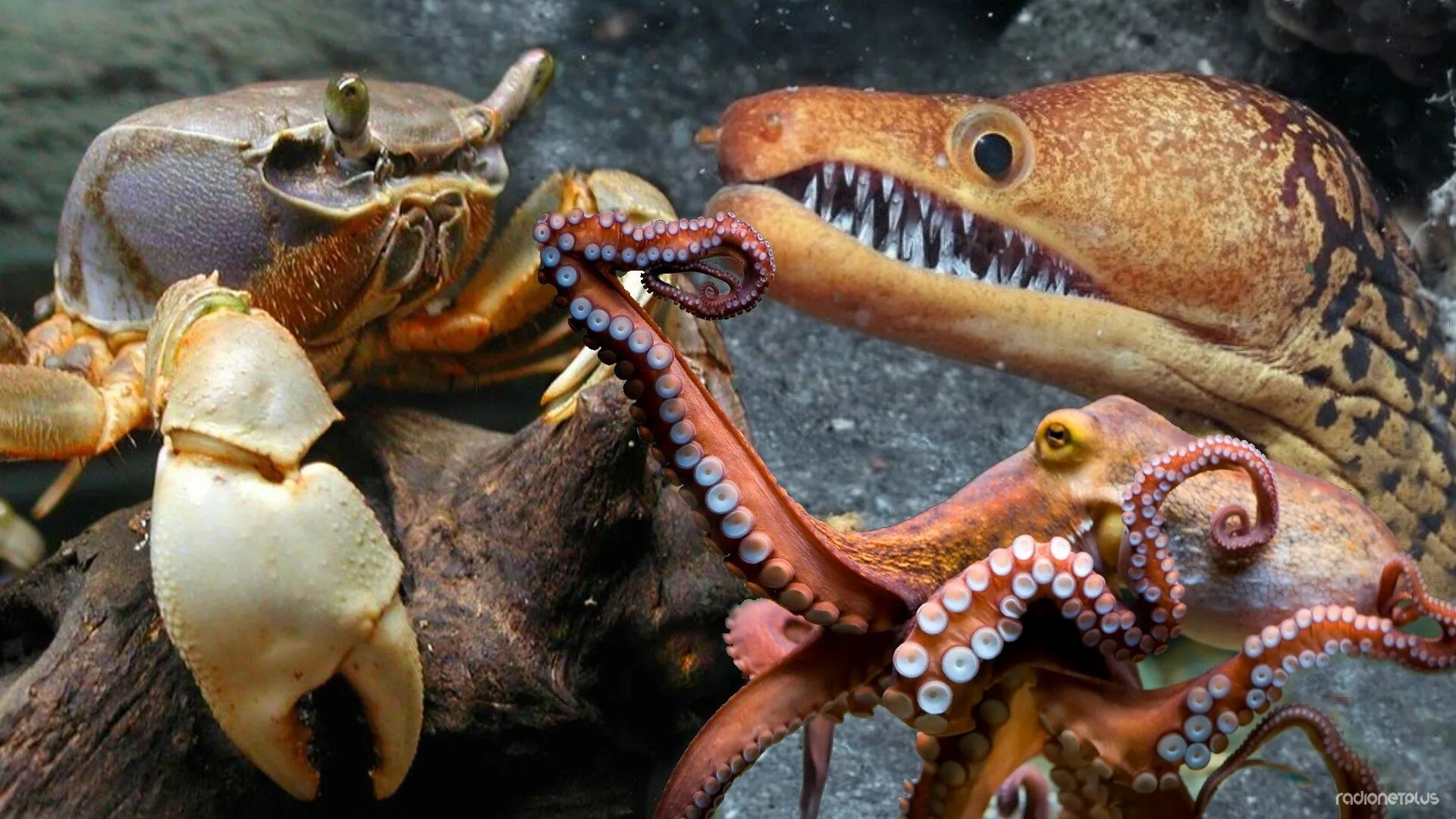 краб осьминог. голубой земляной краб. антарктический глубоководный кальмар. осьминог краб. осьминог краб.