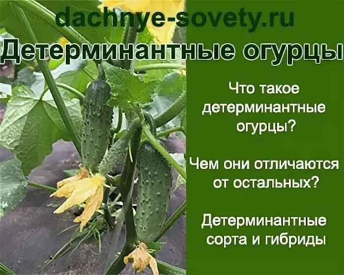 Детерминантные сорта огурцов. Индетерминантный сорт огурцов. огурцы детерминантные сорта. детерминантные огурцы для открытого грунта сорта.