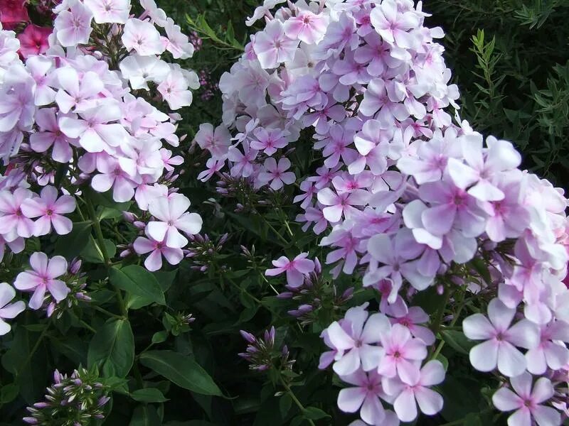 флокс зимнее