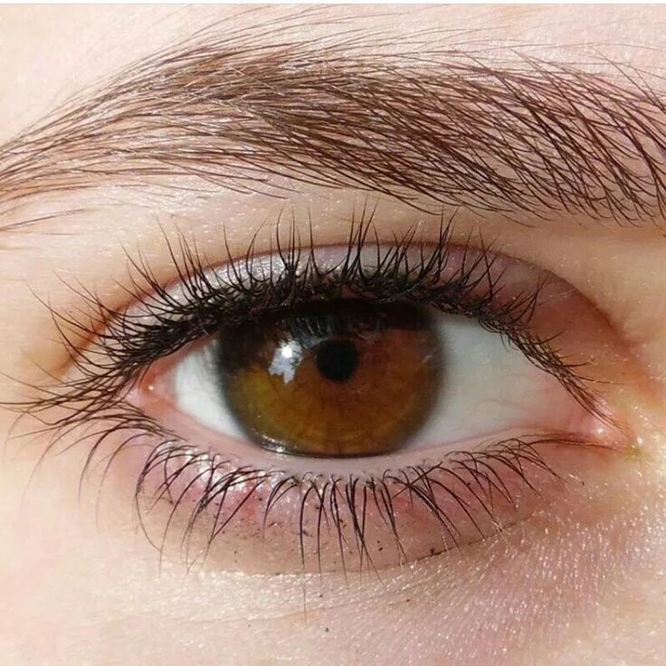 Amber eyes Aesthetic eyes, Beautiful eyes color, Amber eyes color