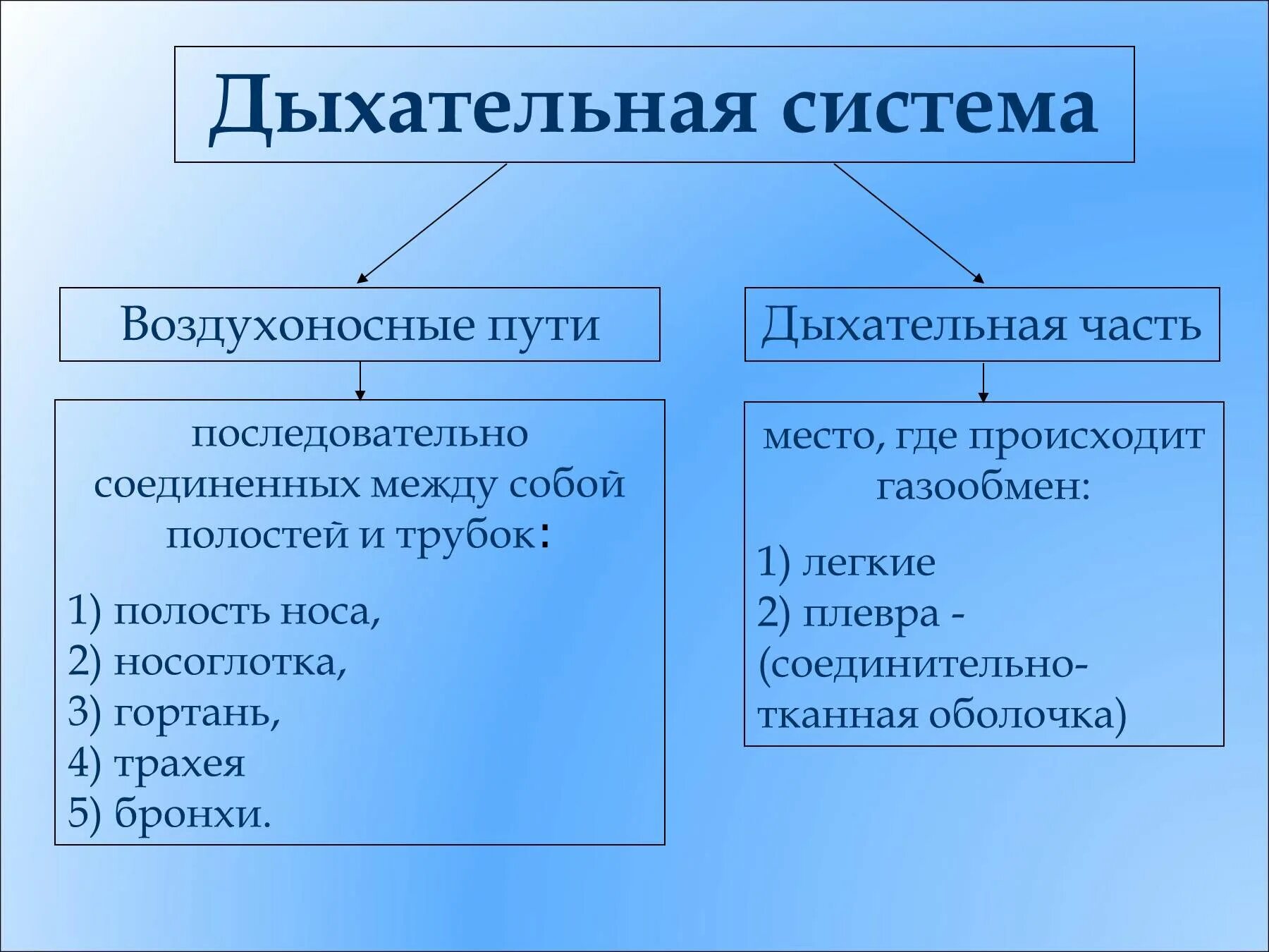 Система органов дыхания строение и функции. Строение и функции органов дыхательной системы. Воздухоносные пути дыхательной системы. Таблица органы дыхания человека строение и функции.