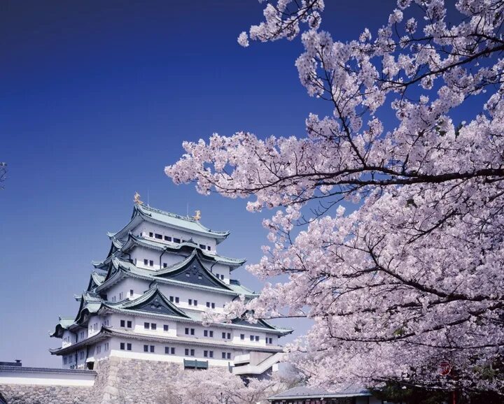 Великая сакура. Nagoya Castle. Япония Нагойя замок. Нагоя Япония достопримечательности. Япония Нагоя особняк с храмом.