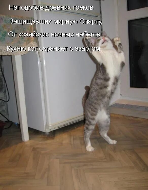 Приколы с котами до слез с надписями. Смешные котики с надписями до слёз. смешные коты с надписями до слёз. смешные котята с надписями до слез. ржачные коты до слёз с надписями.