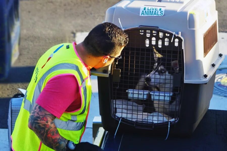 перевозка животных в самолете. собака в самолете. перевозка животных авиа. отсек для животных в самолете. перевоз животных в самолете.