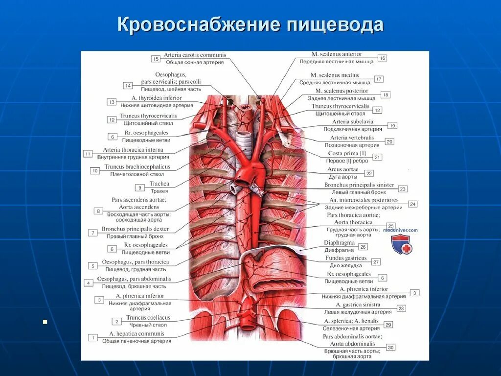 Кровоснабжение органов грудной клетки - найдено 90 картинок