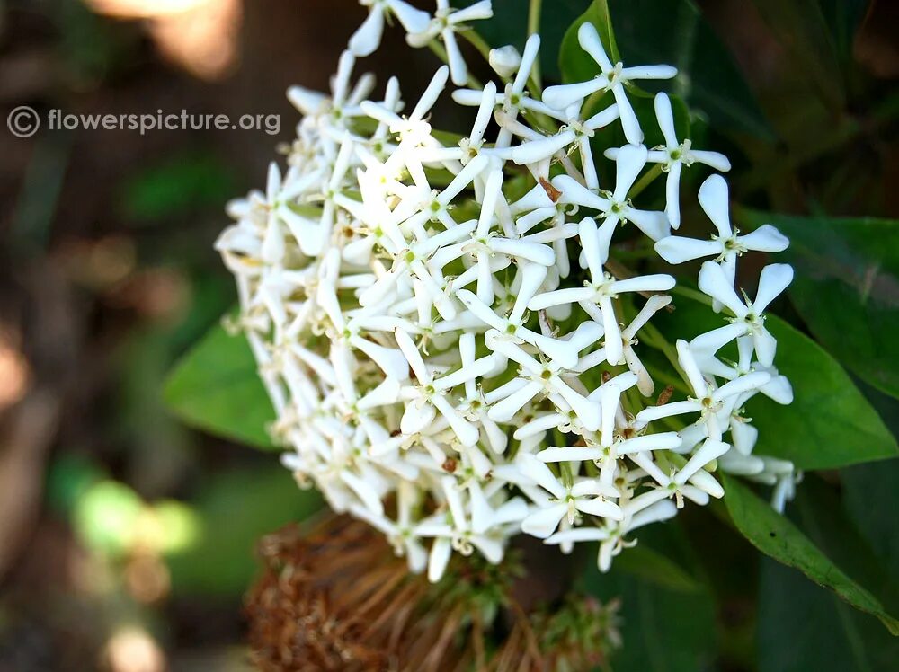 Иксора диагностические работы. Ixora chinensis. Иксора Bangkok White. Иксора Филиппинская звезда. Ixora chinensis Yellow.