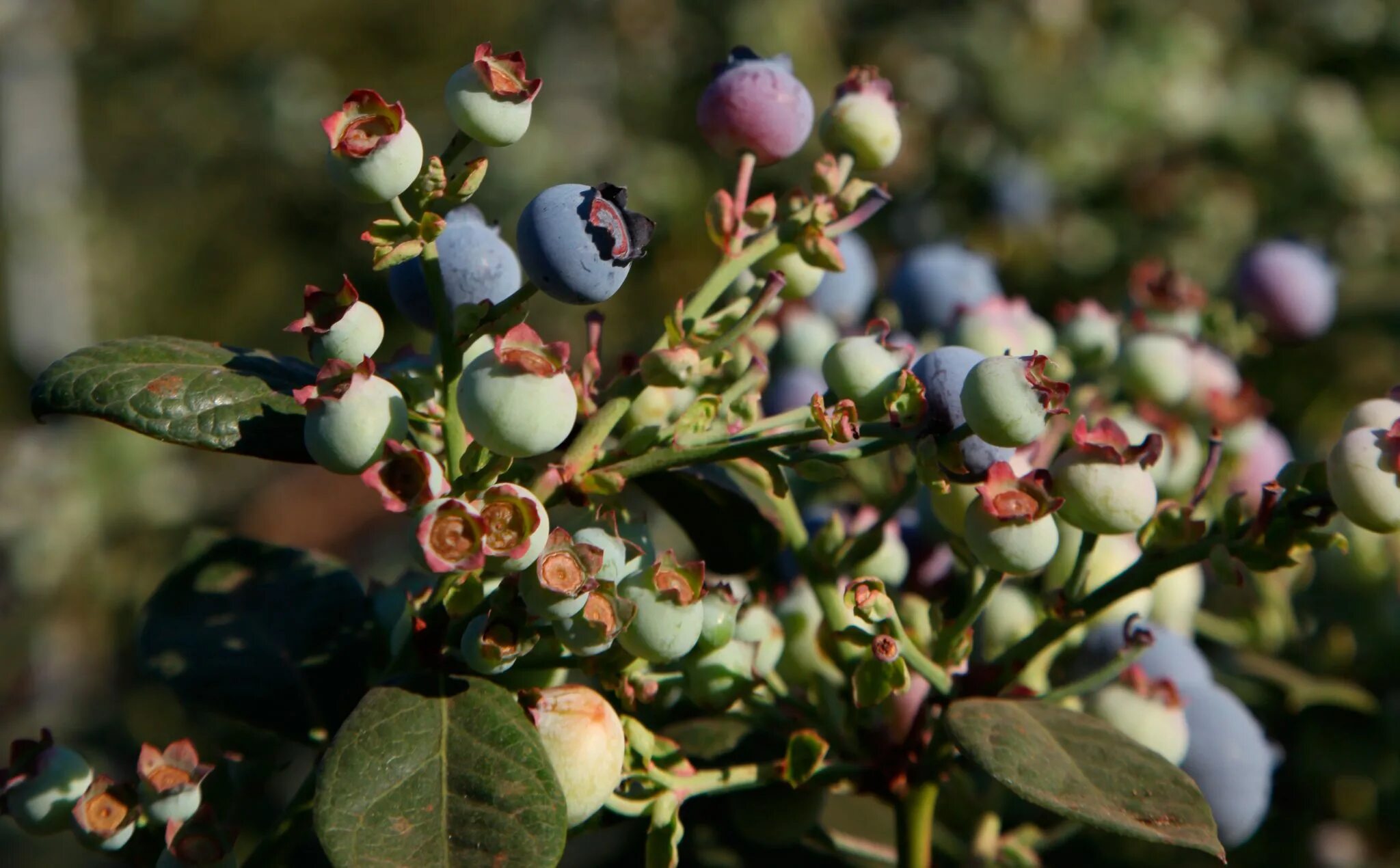 Vaccinium macrocarpon. Цветение голубики садовой. Голубика обыкновенная цветет. Голубика цветение.