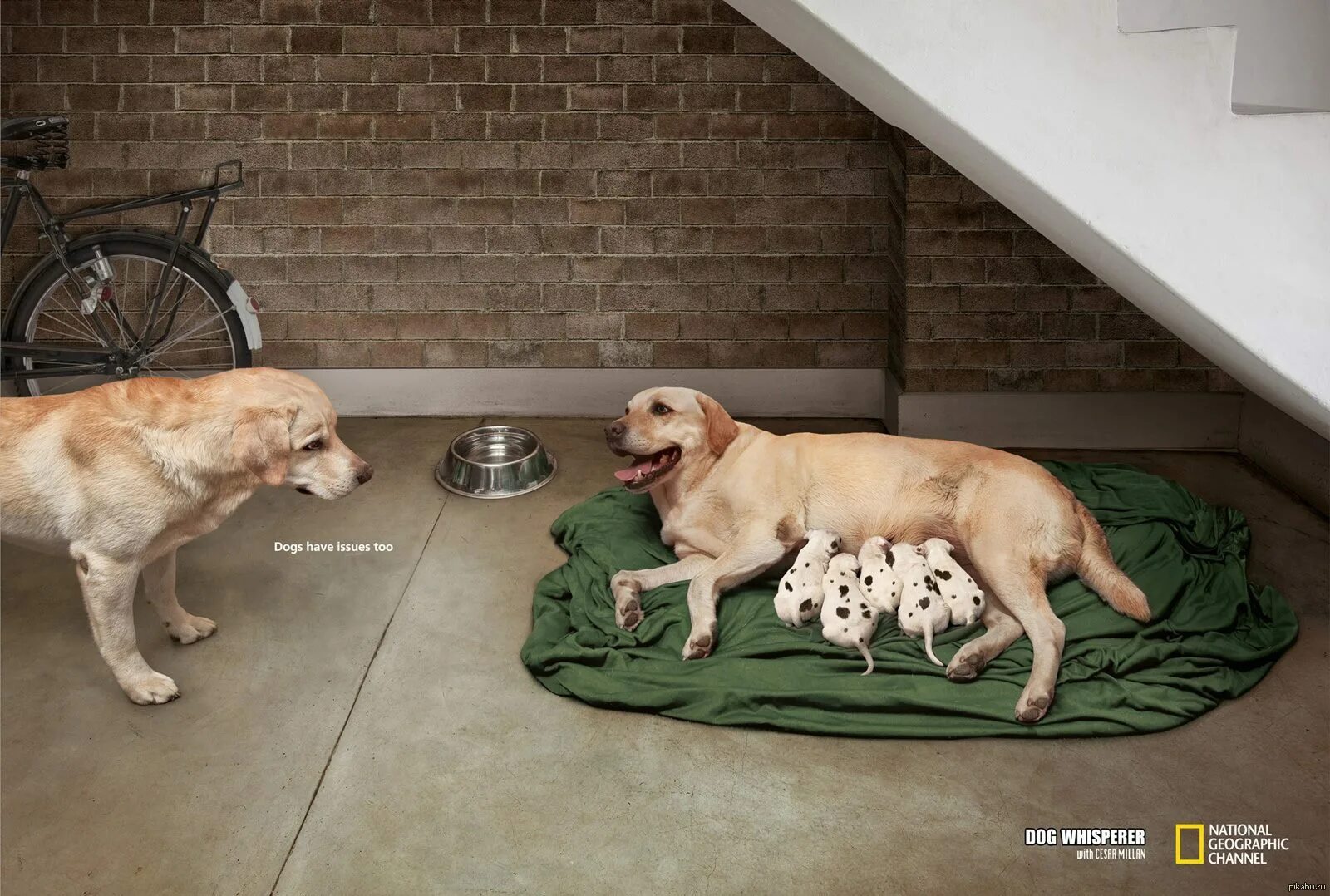 Боится больших собак. Животные в рекламе. Собака креативная реклама. Реклама с собакой. Разведение собак реклама.