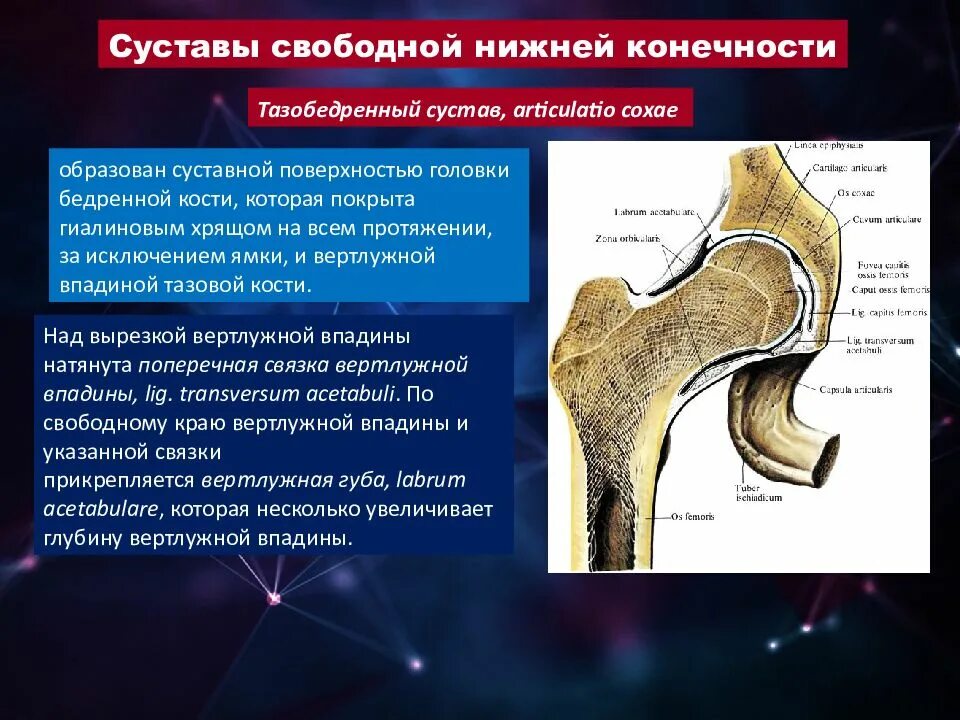 Тип соединение бедренной кости. Суставная головка бедренной кости. Строение тазобедренного сустава. Хрящ головки бедренной кости. Суставной хрящ бедренной кости.