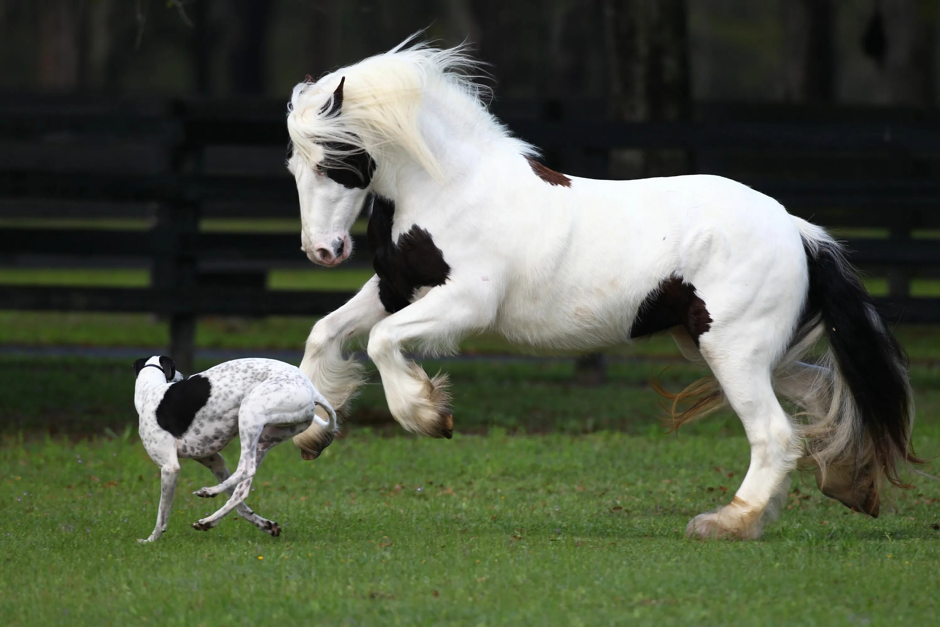 Animals brothers. Животные Близнецы. Лошади Близнецы. Красивые лошади Близнецы. Лошади которые похожи на собак.