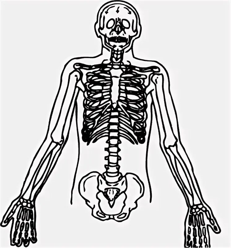 дыхание костей. хронический туберкулез. строение воздухоносных путей дыхательной системы. дыхание костей. краниосакральная система человека.