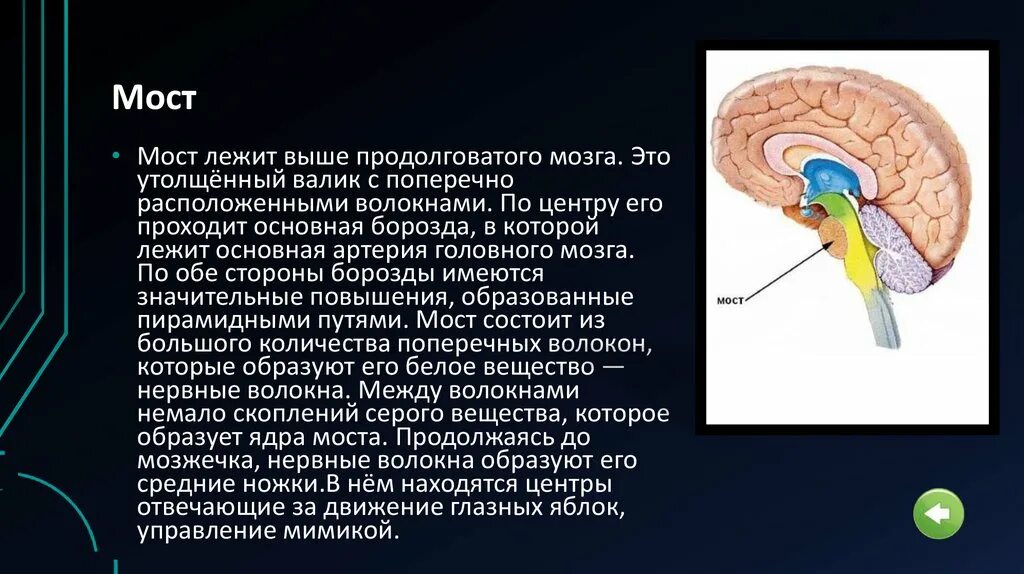 В продолговатом мозге находится нервный центр. Белое вещество моста мозга. Продолговатый мозг. Продолговатый мозг строение и функции. Мост серое и белое вещество.