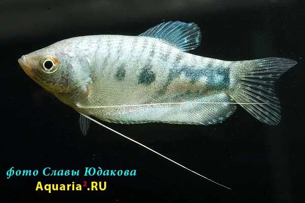 самец какой рыбы. рыба семейства лососевых нерка. как отличить самку кеты от самца. как отличить самку от самца рыбы голец. самец какой рыбы.