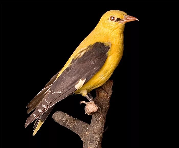 Желтая птица с черными крыльями. Коричневая птица с желтыми крыльями. Иволга. Коричневая птичка с желто черными крыльями.