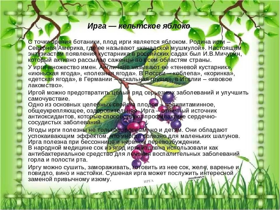 Чем полезна ирга ягода для организма женщины. Ягода ирга чем полезна. Ягода ирга польза для организма. Ирга для чего полезна. Чем полезна ирга ягода для организма человека.