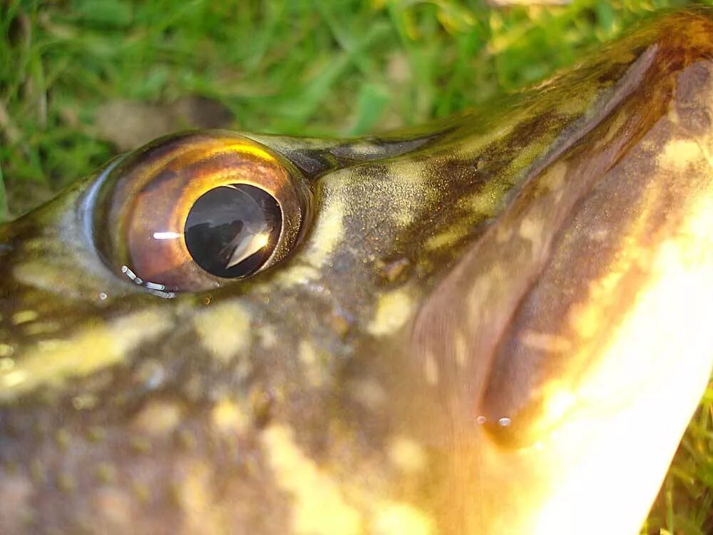 Какие глаза у рыб. Глаза щуки. Глаз рыбы. Щучий глаз. Рыбий глаз рыба.