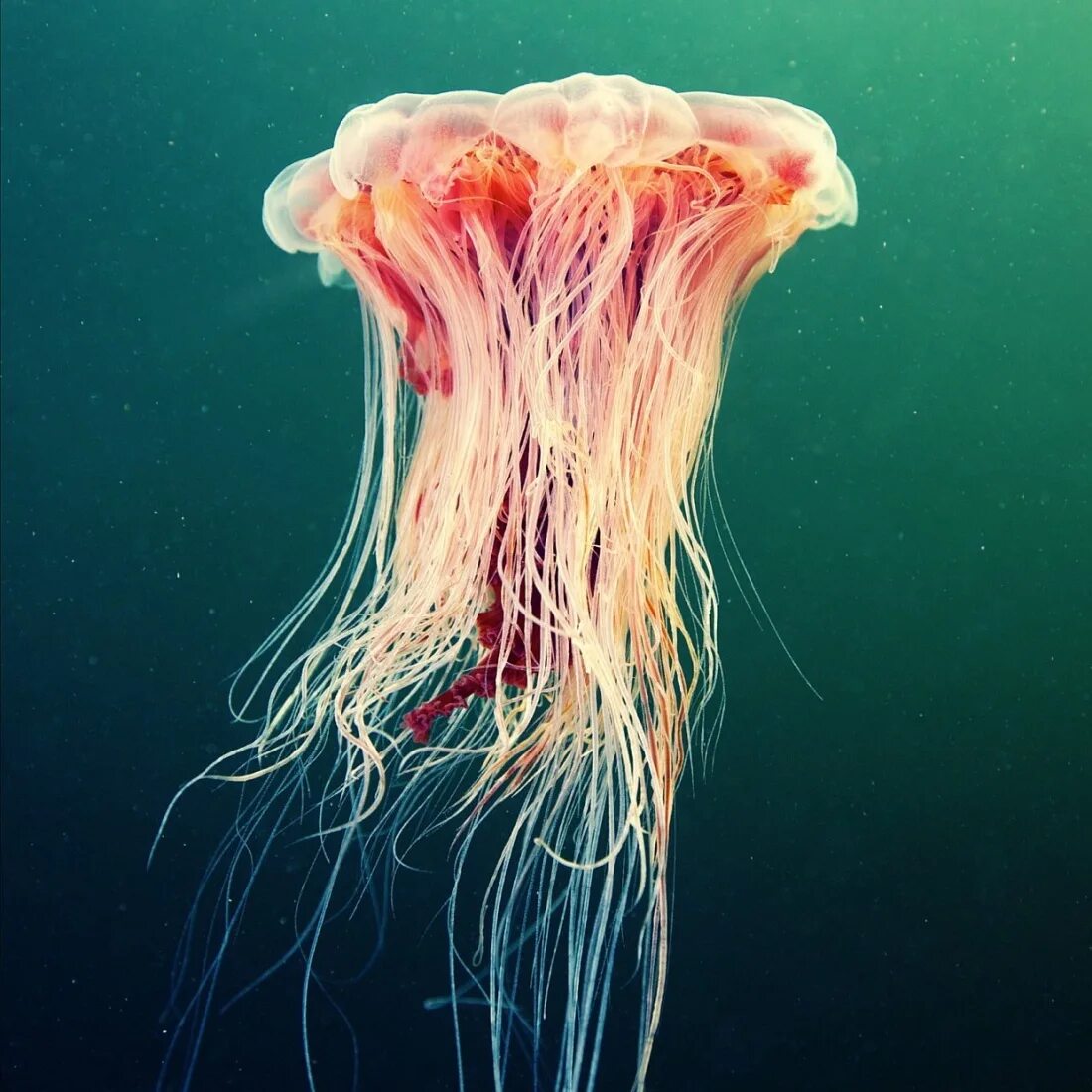 Чем опасны медузы. Медуза цианея. Арктическая медуза цианея. Медуза цианея гигантская. Полярная медуза цианея.