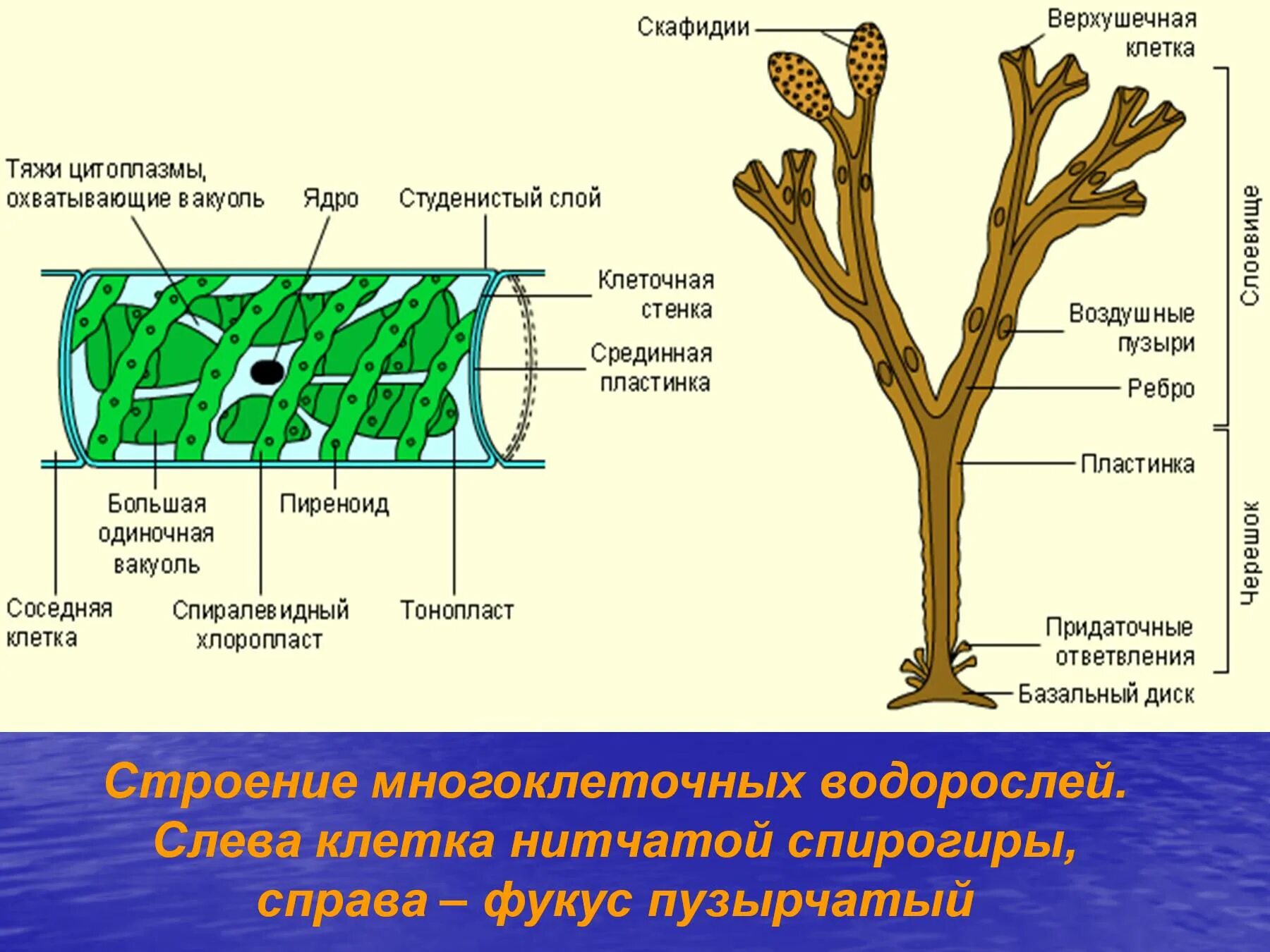 Ламинария строение клетки. Строение таллома многоклеточных водорослей. Фукус водоросль строение. Строение многоклеточной водоросли рисунок.