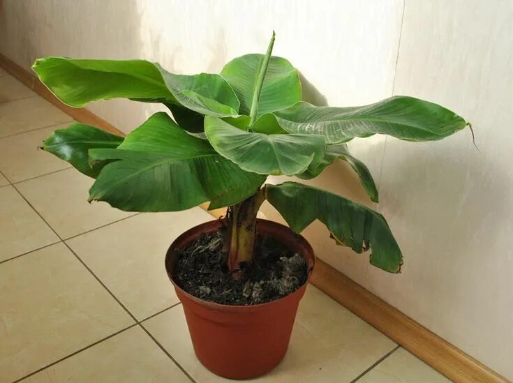 Banana Tropicano indoor Flower Seeds Banana plants, Plants for hanging baskets, 