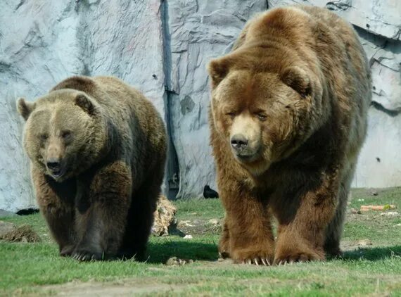 Кто сильнее медведи или бурые медведи. Бурый медведь Кадьяк. Сибирский бурый медведь vs Кадьяк. Медведь Гризли и бурый медведь. Гризли бурый белый медведь.