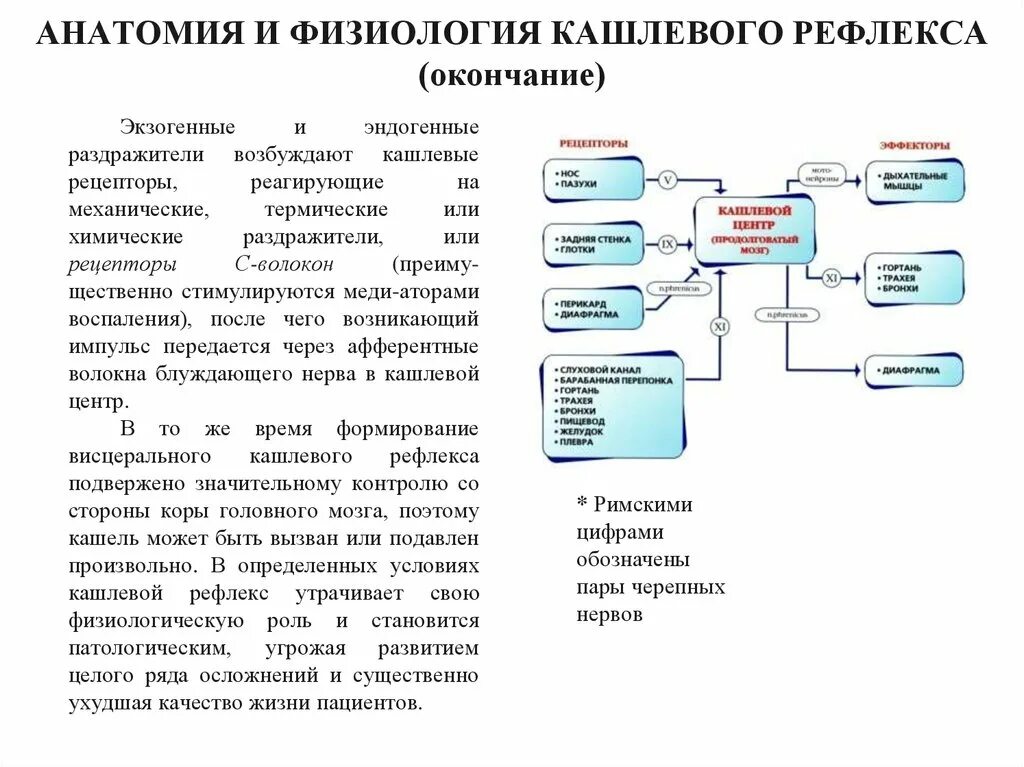 Как подавить рефлекс. Компоненты кашлевого рефлекса. Рефлекс кашля физиология. Кашель физиология кашлевого рефлекса. Механизм кашлевого рефлекса.