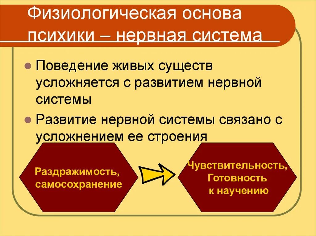 Развитие нервной системы и поведения. Физиологические основы психики. Физиологические основы психики человека. Физиологические основы психической деятельности человека. Физиологические основы сознания.