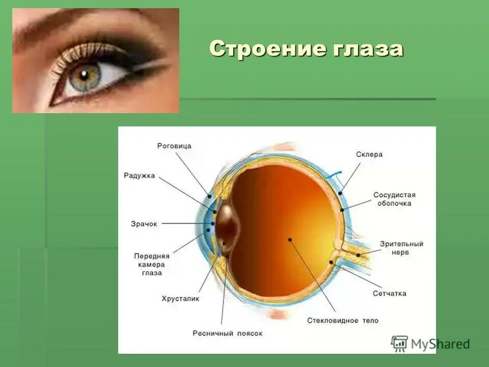 Какого строение глаза человека