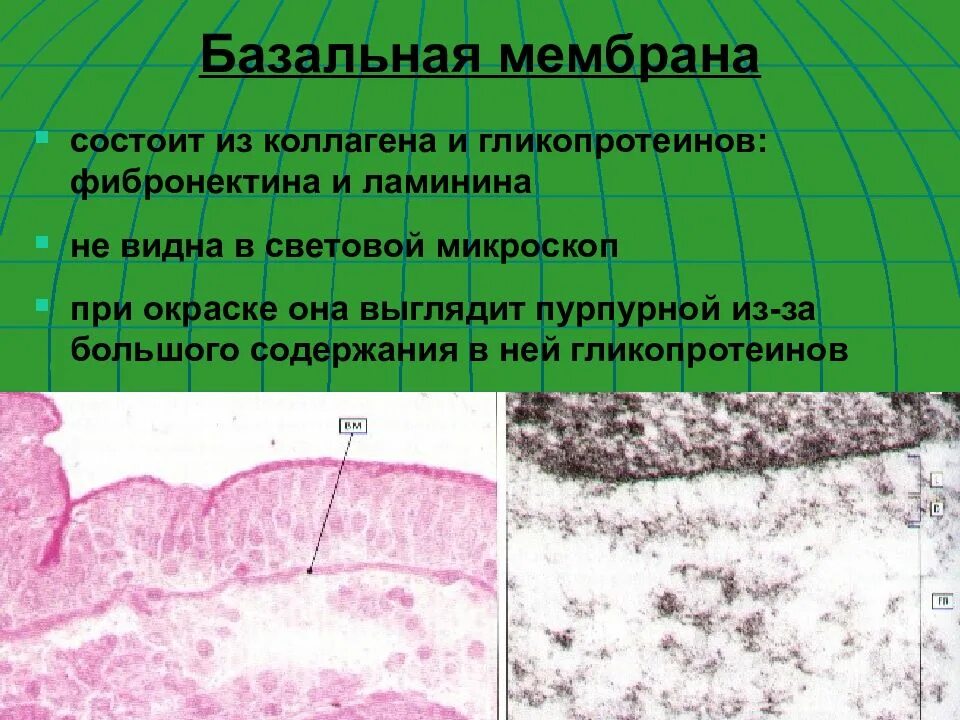 Базальная мембрана эпидермиса. Слои базальной мембраны. Строение базальной мембраны. Базальная мембрана гистология. Базальная мембрана функции