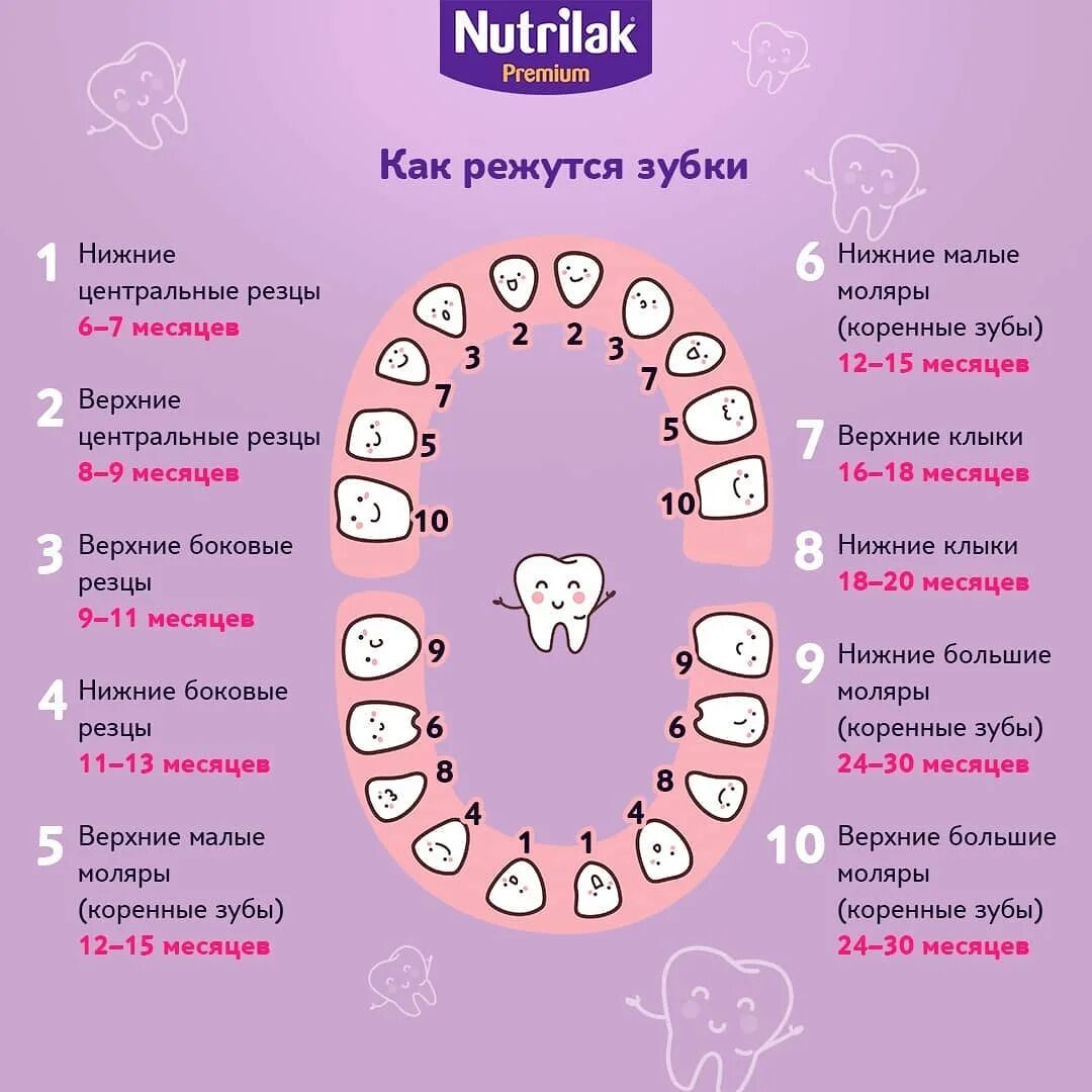 Зубы в 4 месяца форум. Зубки у малышей порядок прорезания по месяцам. зубы у ребенка прорезываются вторые моляры. схема прорезывания зубов у детей. схема прорезания зубов у детей.