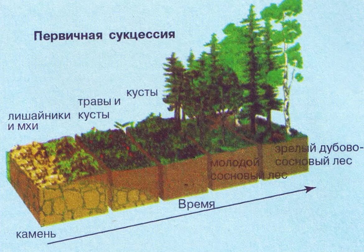 Примерами естественной смены экосистем являются. Первичная и вторичная сукцессия. Стадии экологической сукцессии. Вид сукцессии 1 первичная. Первичная сукцессия скалы.