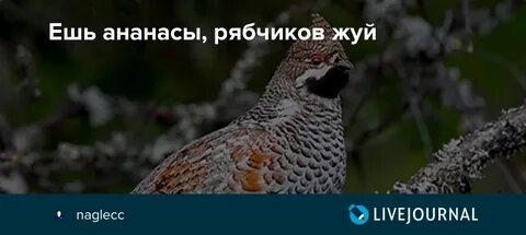 Класс любителей рябчиков с ананасами сканворд 9