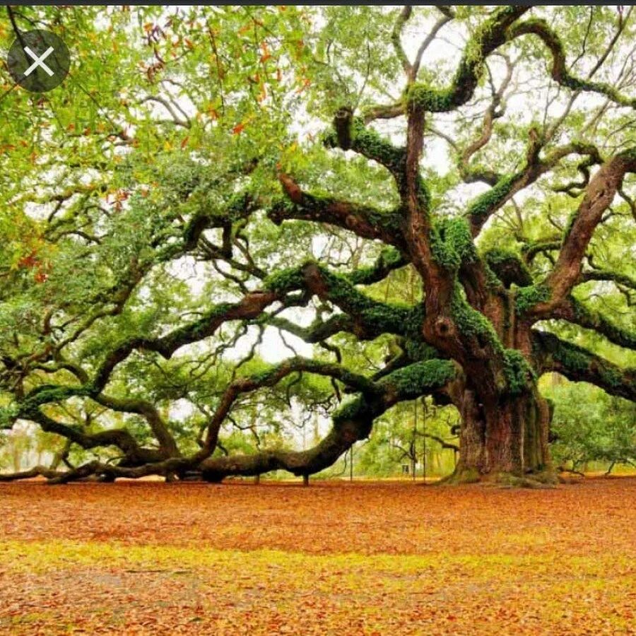 Красивое старое дерево. Махагуа дерево. Дуб урочища Комптон Хилл. Анчар дерево. Дуб в Дубовом Белгород.