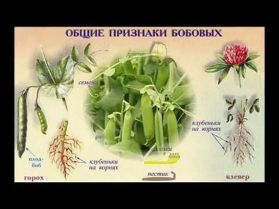 Бобовые мотыльковые представители. Класс двудольные семейство бобовые плод. Семейство мотыльковые бобовые формула. Семейство бобовые или мотыльковые характеристика. Боб характерен для растения.