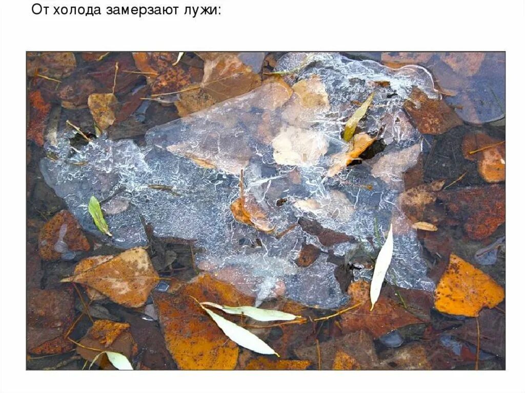 Тонкий тонкий ледок. Ледяная лужа. Вечность из льда. Ледяная корка. Замерзшие лужи осенью.