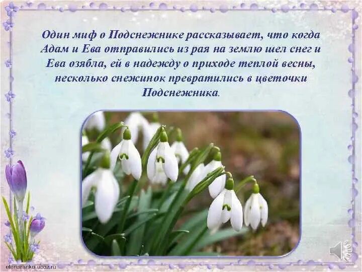 Что означает подснежник. Что означает подснежник