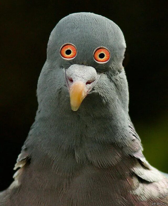 Птицы какое лицо. Мадейрский голубь. Голубь с глазами спереди. Голэубьт.