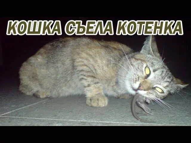 Почему кошка съедает своих котят. Кошка проглотила котенка.