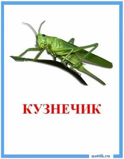 Кузнечик группа