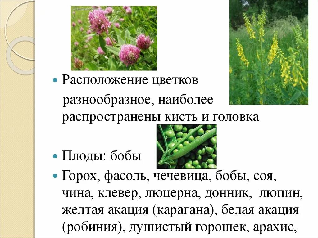 Более разнообразный растительный состав