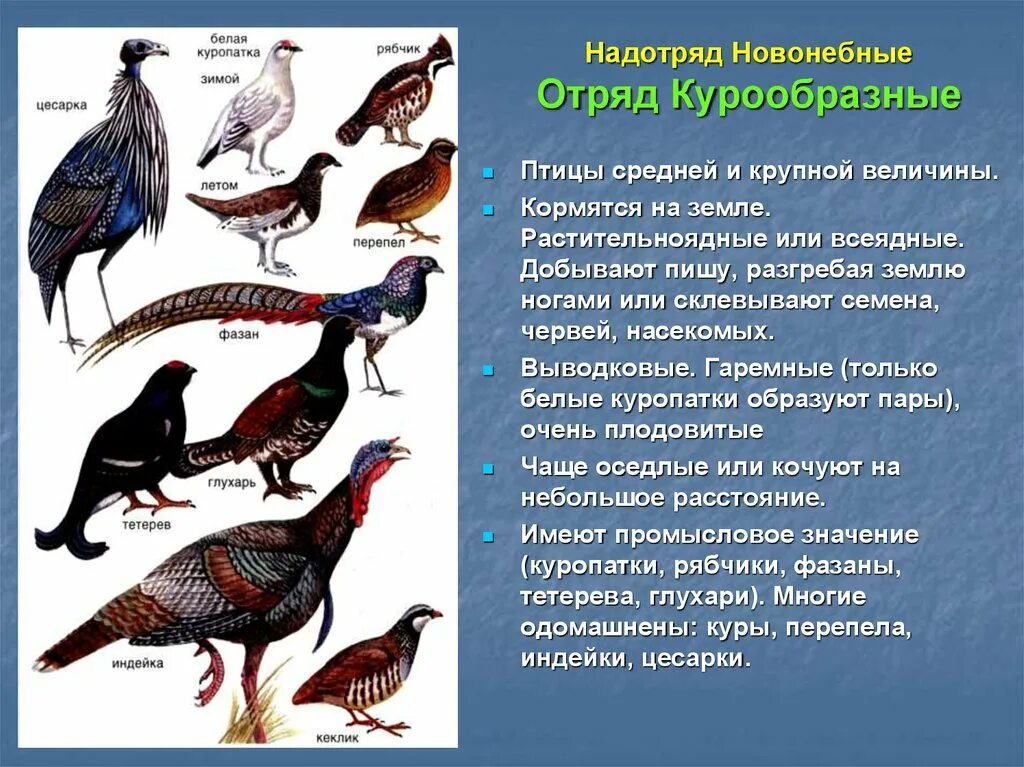 Класс птицы образ жизни. Курообразные отряды птиц. Признаки отряда Курообразные. Отряд Курообразные (galliformes). Фазановые семейство представители.