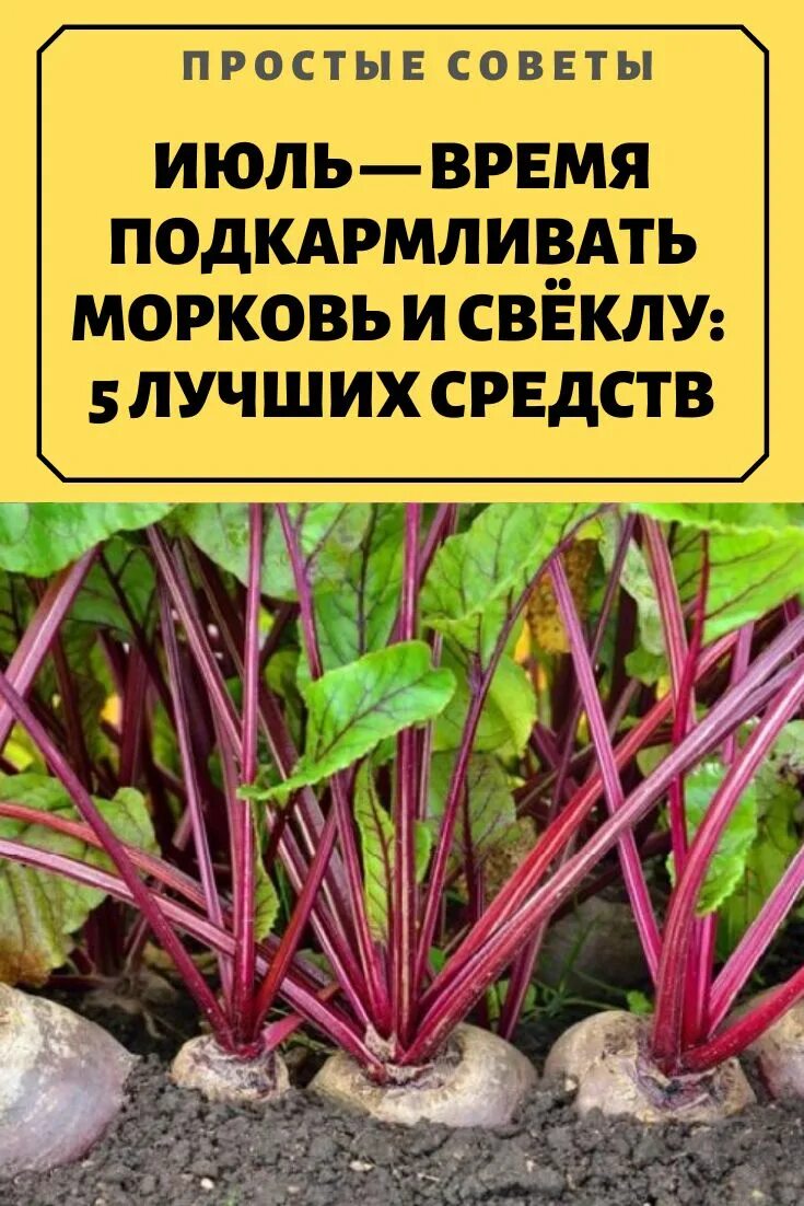 Подкормка моркови свеклы в июле открытом грунте. Подкормка столовой свеклы. Как удобрять морковь в открытом грунте. Подкармливаем морковь. Дом, сад, огород progress way.