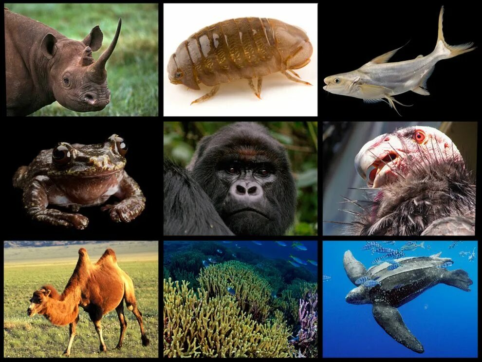 Release reduce adopt reusable endangered species. Endangered animals презентация на английском. Endangered species мультик. Guardians of endangered species animal Planet. Вымысел или правда Нэшнл географик.