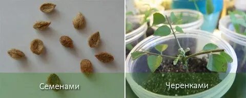 Присылают семена