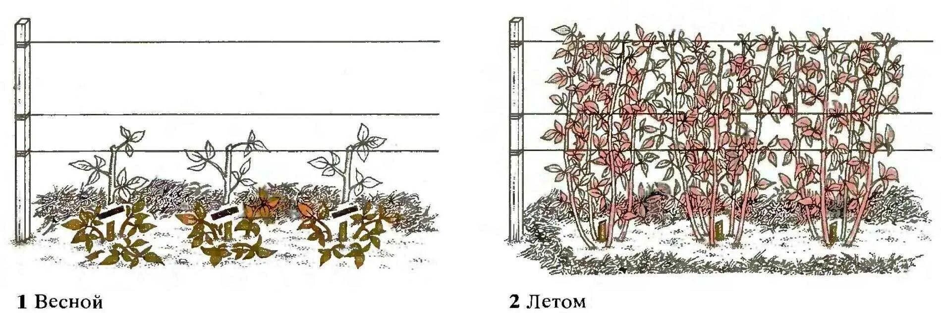 Схема посадки ремонтантной малины весной. Посадка ремонтантноц машины схема. Схема посадки ремонтантной малины. Посадкаремонтанмалинывесной.