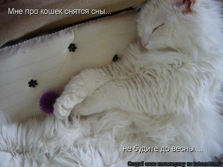 Приснился белый котенок. Белая кошка во сне. Кошкам снятся сны. Белый пушистый кот дохлый.