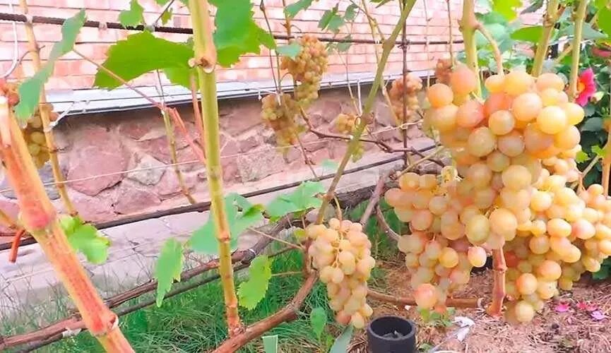 сорт винограда мускат. виноград дима мускат. виноград мускат новошахтинск. виноград мускат белый сверхранний. мускат платовский виноград.