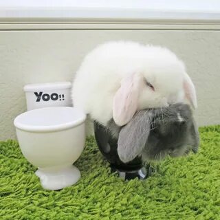My bunny