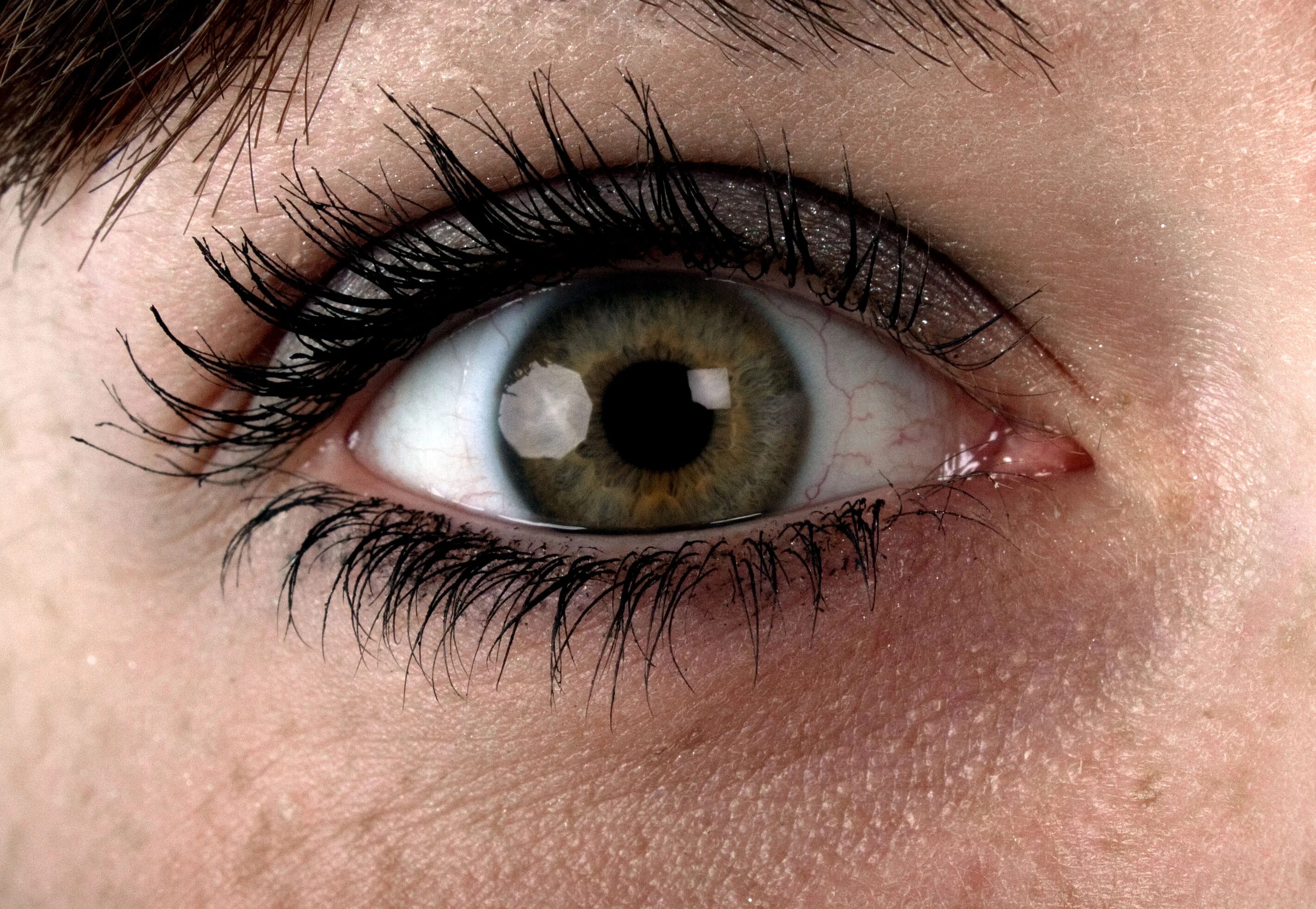глаза. женские зрачки. женские зрачки. синие глаза. глаза обычного человека.