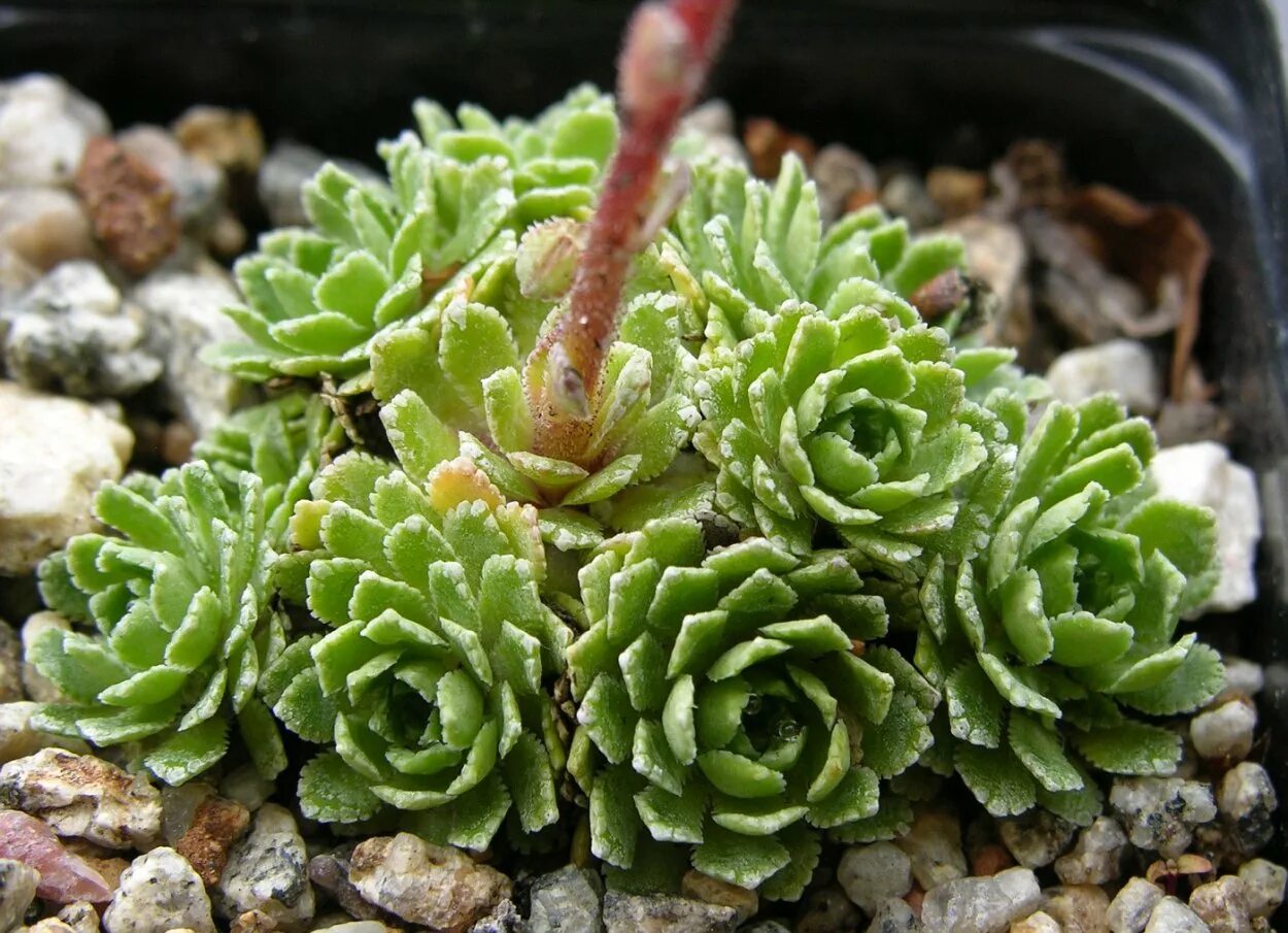 Камнеломка сорта и виды. Камнеломка саксифрага. камнеломка (saxifraga). камнеломка метельчатая серебристоокаймленная. камнеломка котиледон.