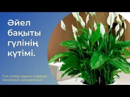 Әйелімнің бау таққан фотосы